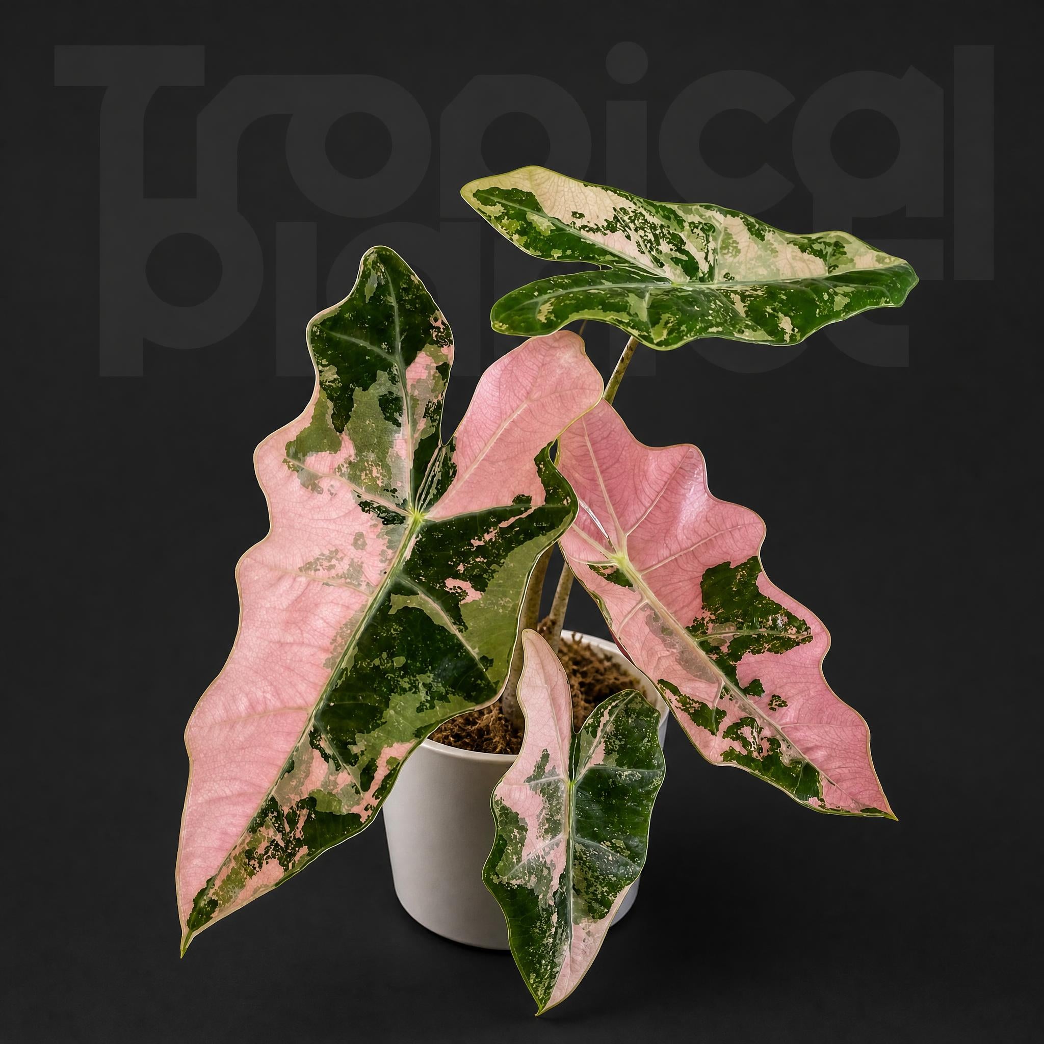 Alocasia Psuedo Sanderiana Pink Variegated