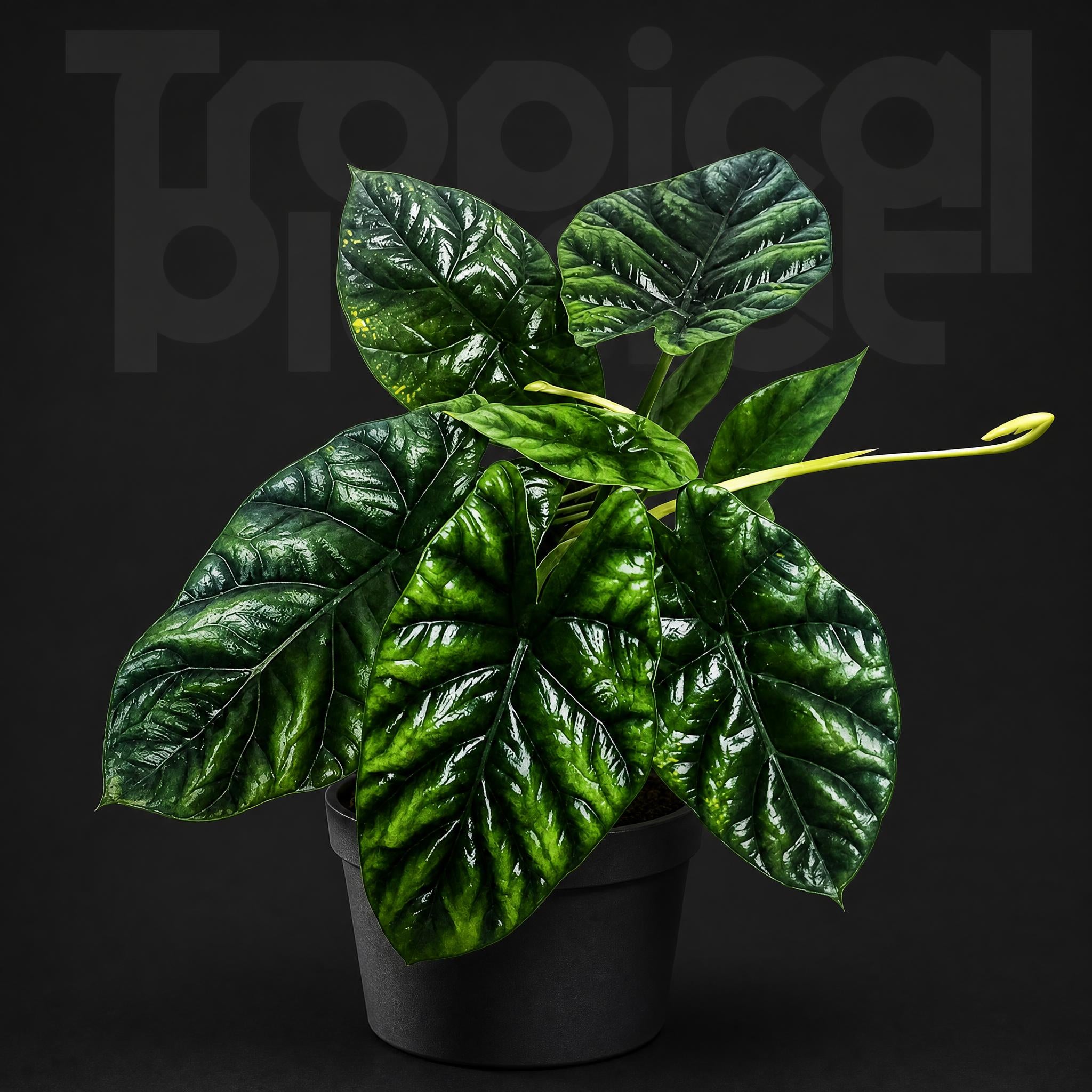 Alocasia Regal Shields