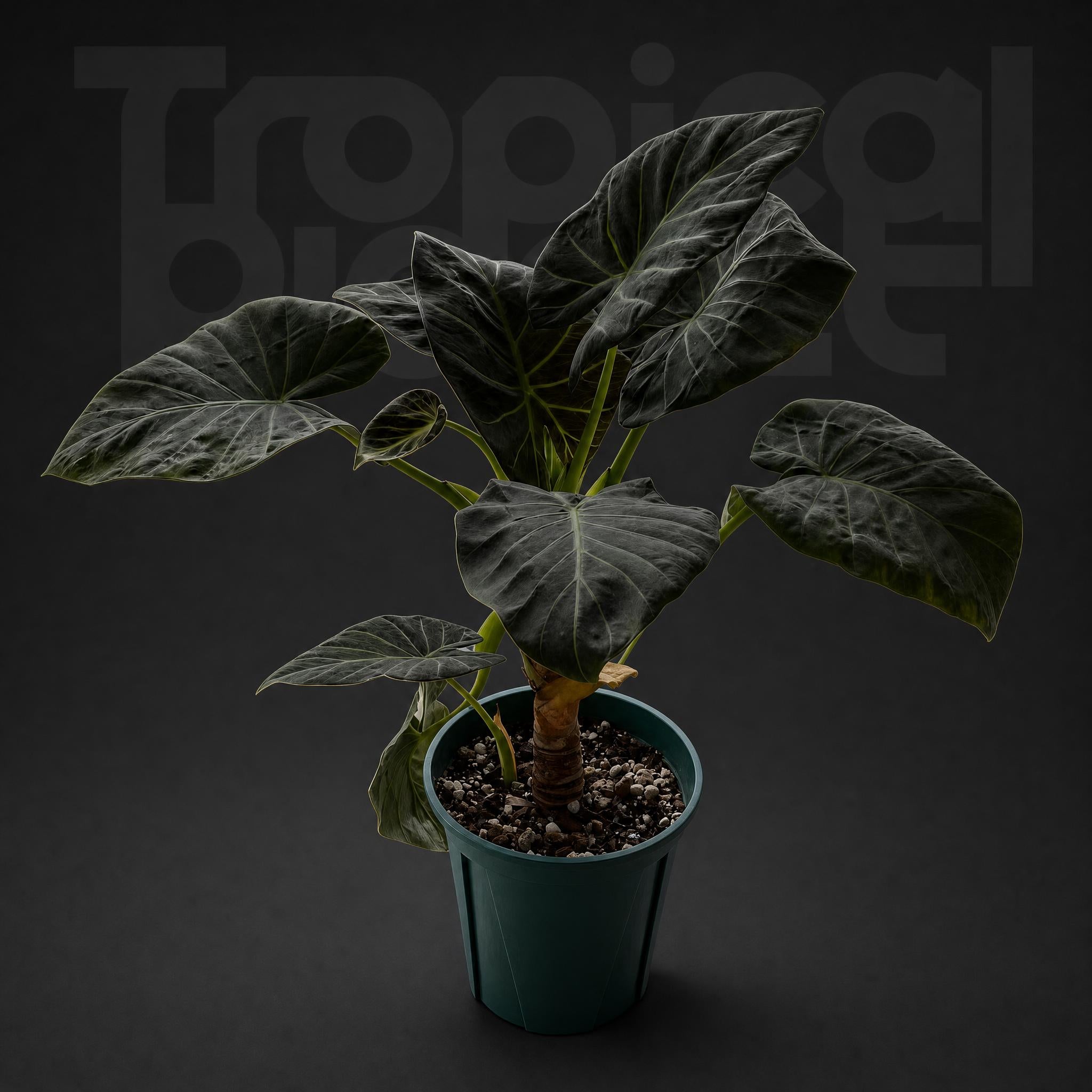Alocasia Regale shields