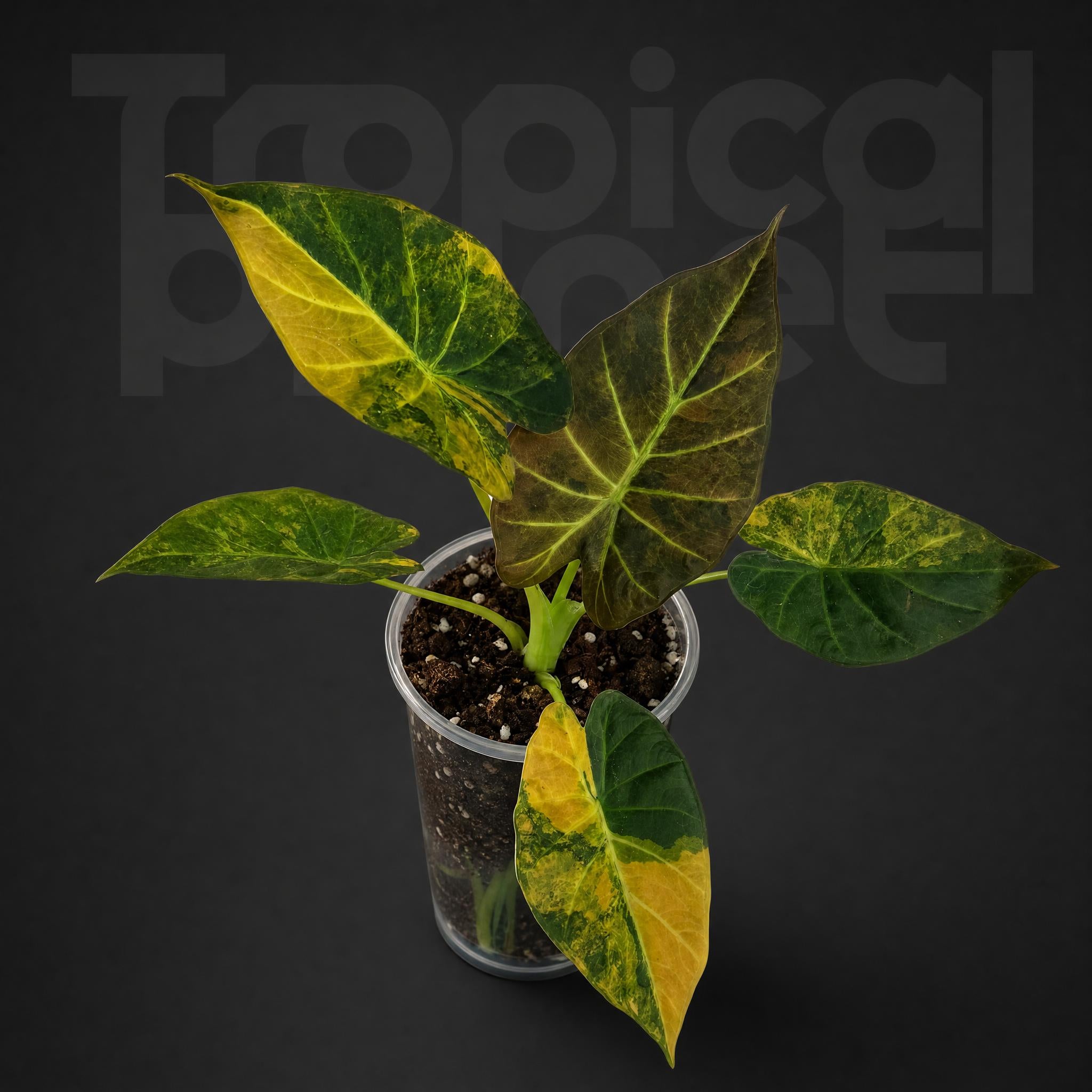 Alocasia Regale variegata