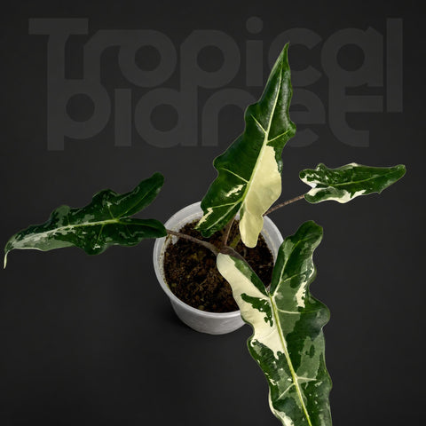 Alocasia 'Sarian' 'Albo Variegated'