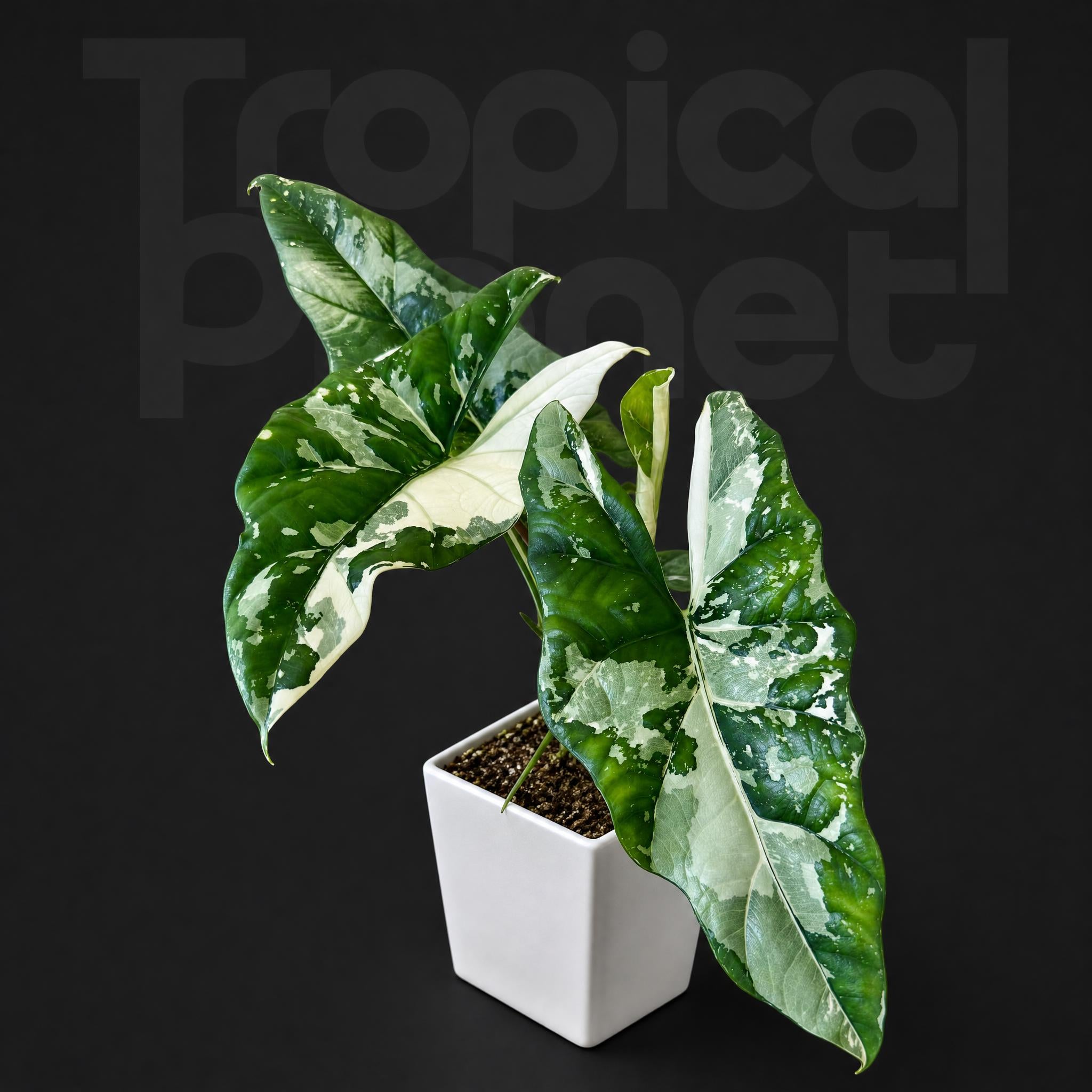 Alocasia Simpo Albo Variegated