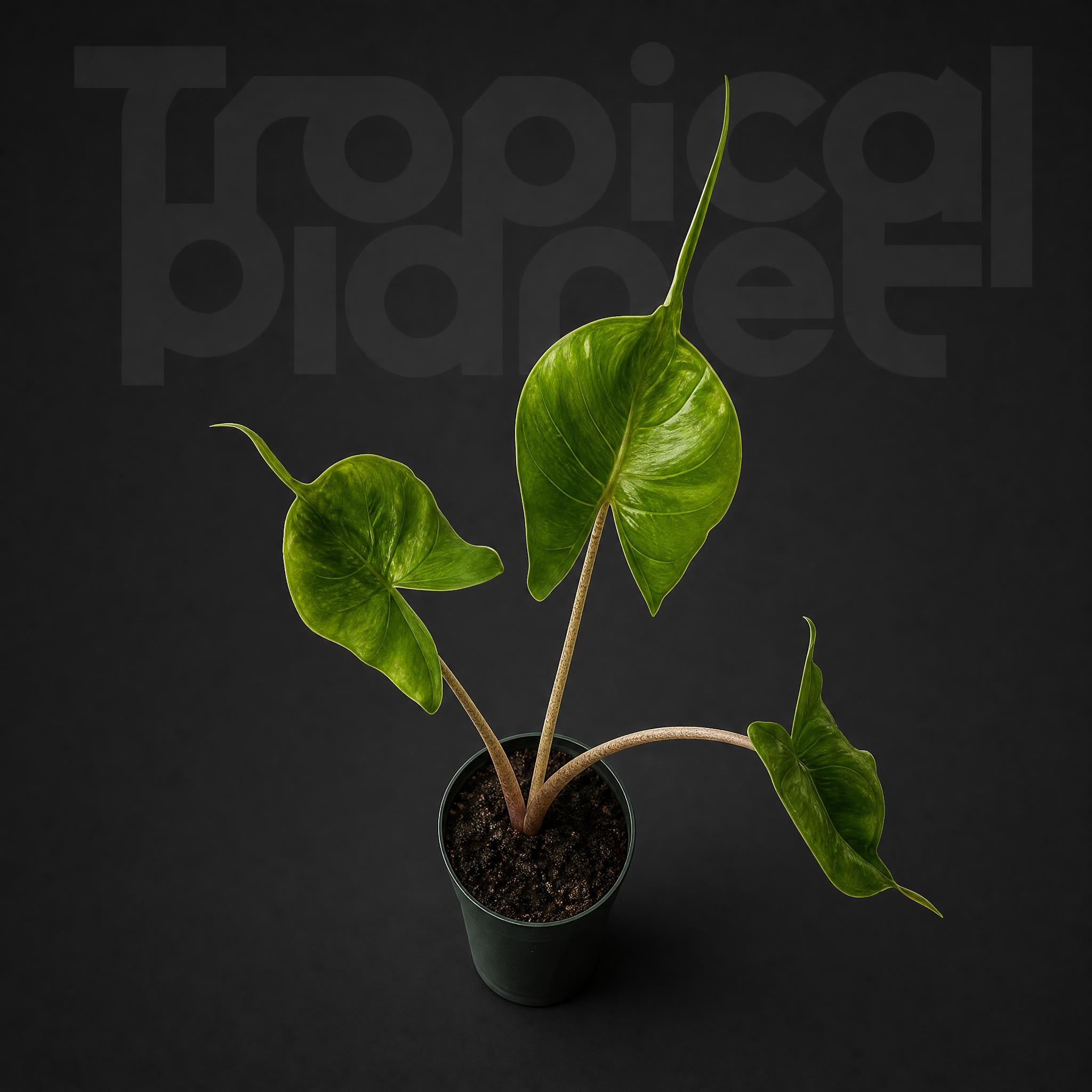Alocasia Stingray