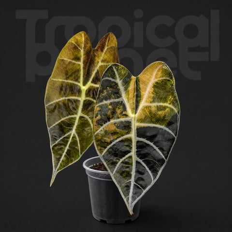 Alocasia watsoniana 'Glossy Aurea Variegated'