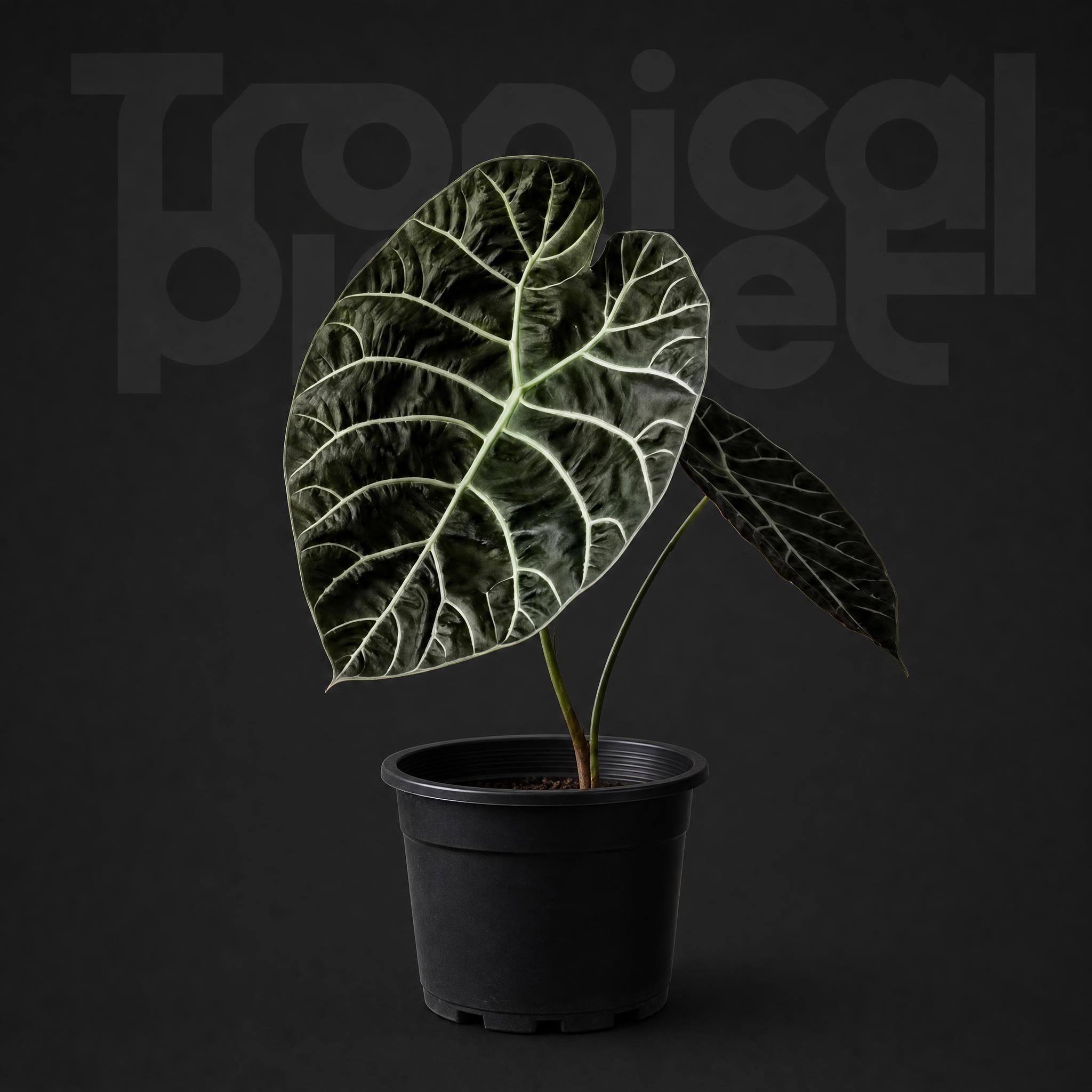 Alocasia Watsoniana standard