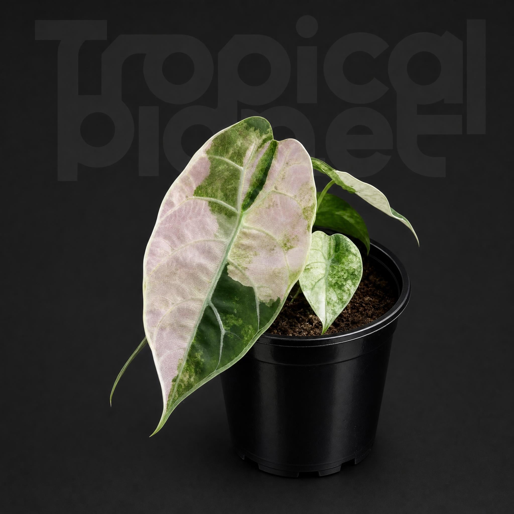 Alocasia Watsoniana variegated