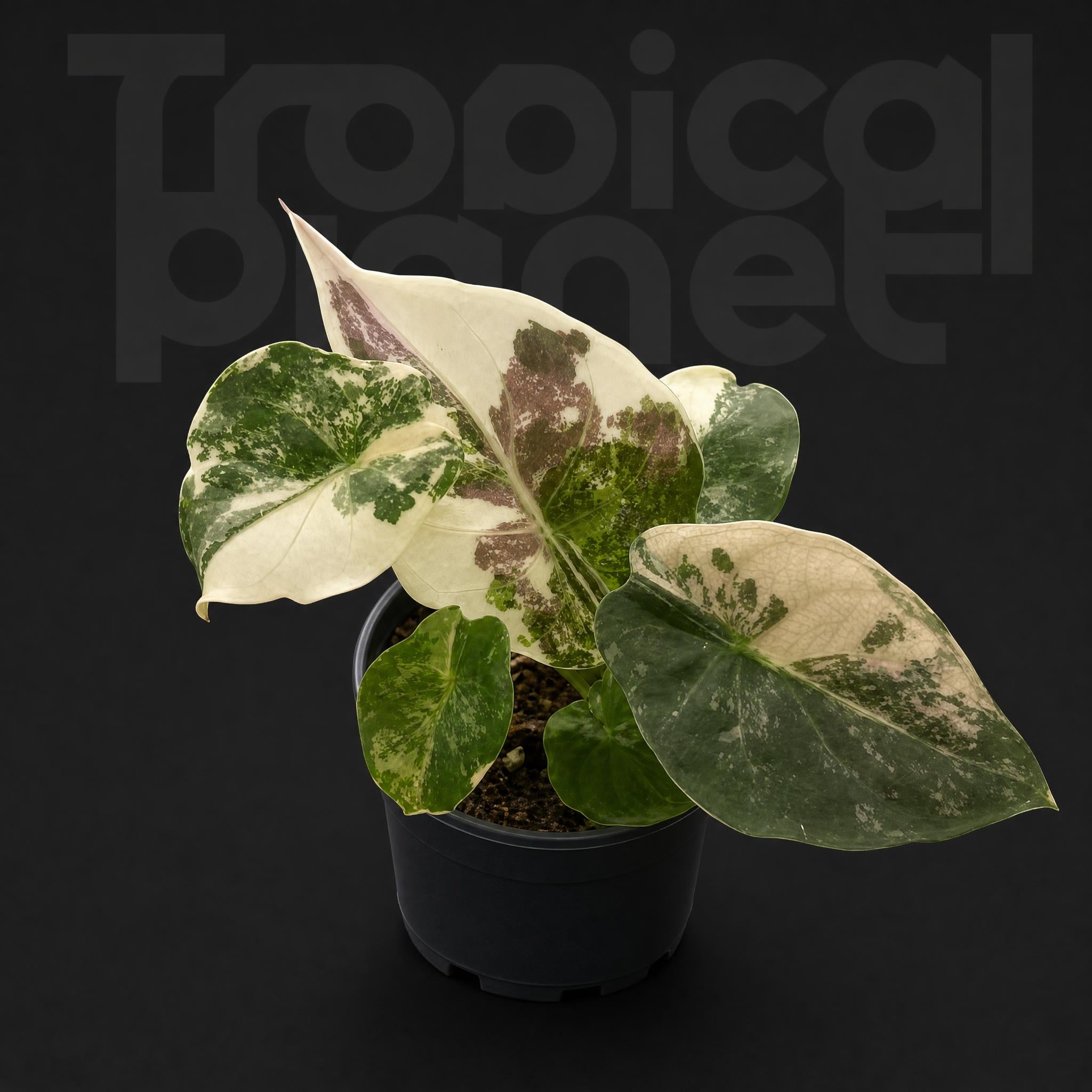 Alocasia wentii pink Variegated