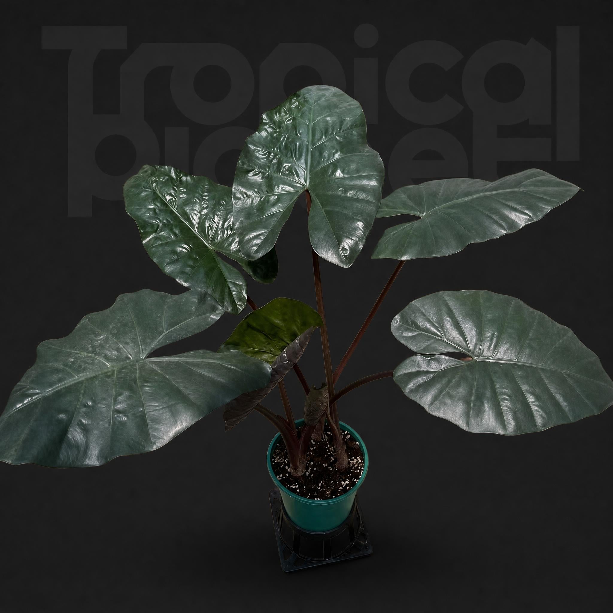 / Alocasia Yucatan Princess