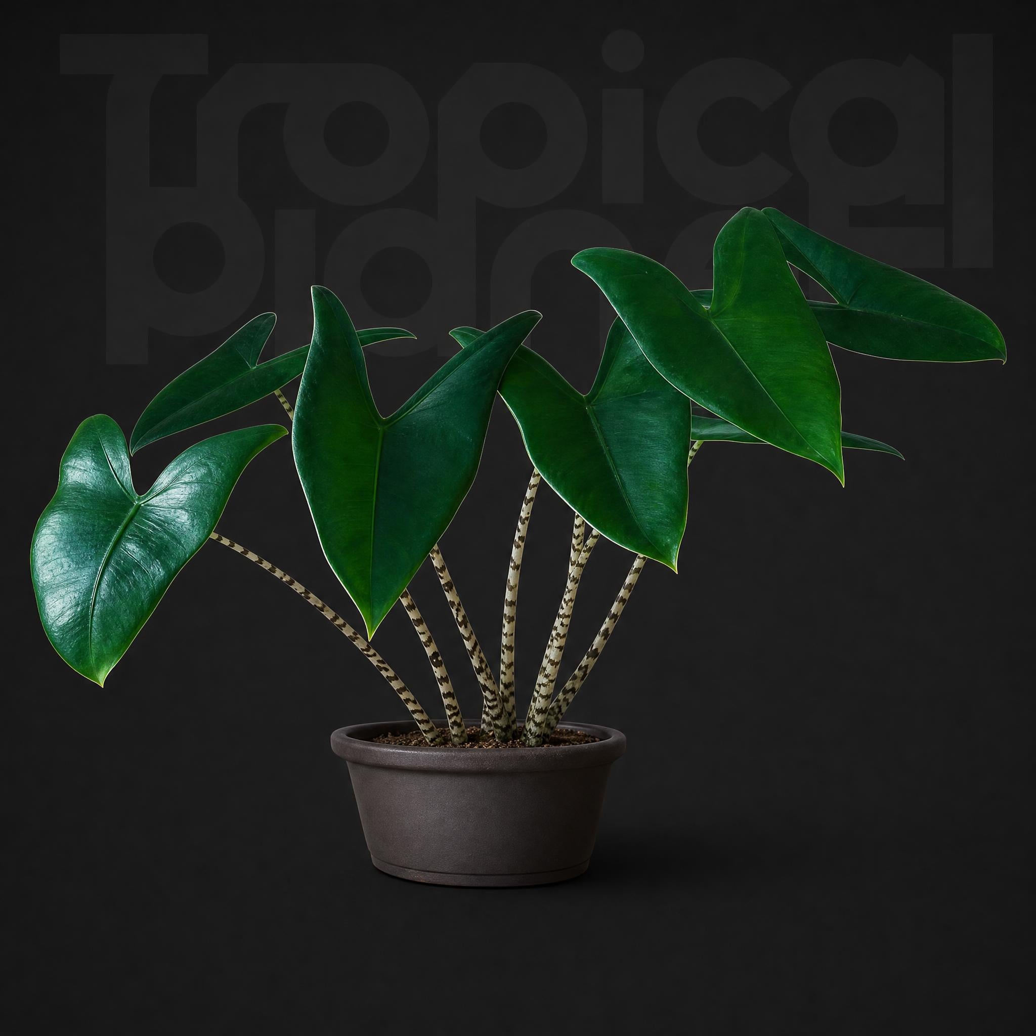 Alocasia zebrina