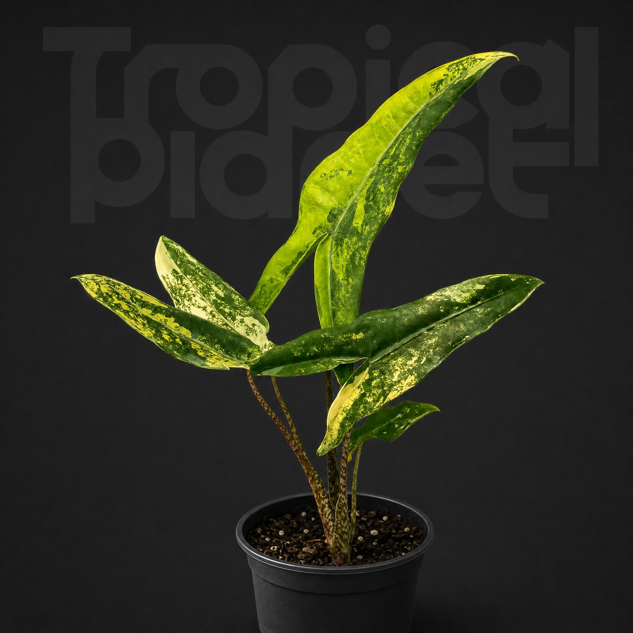 Alocasia Zebrina Aurea Variegated