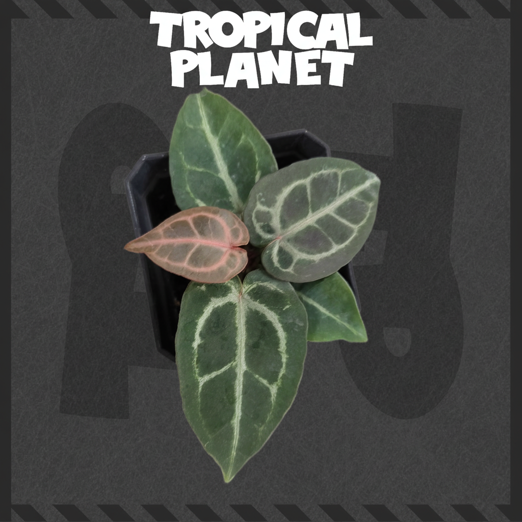 Anthurium crystallinum Tropical Planet背景