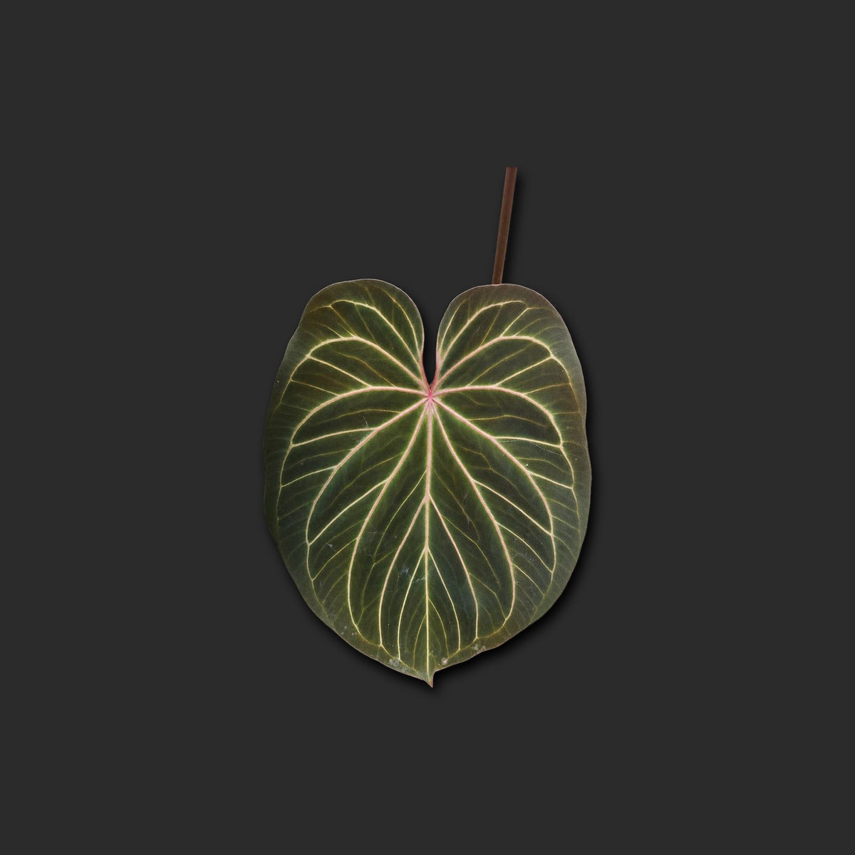 Anthurium king of spades