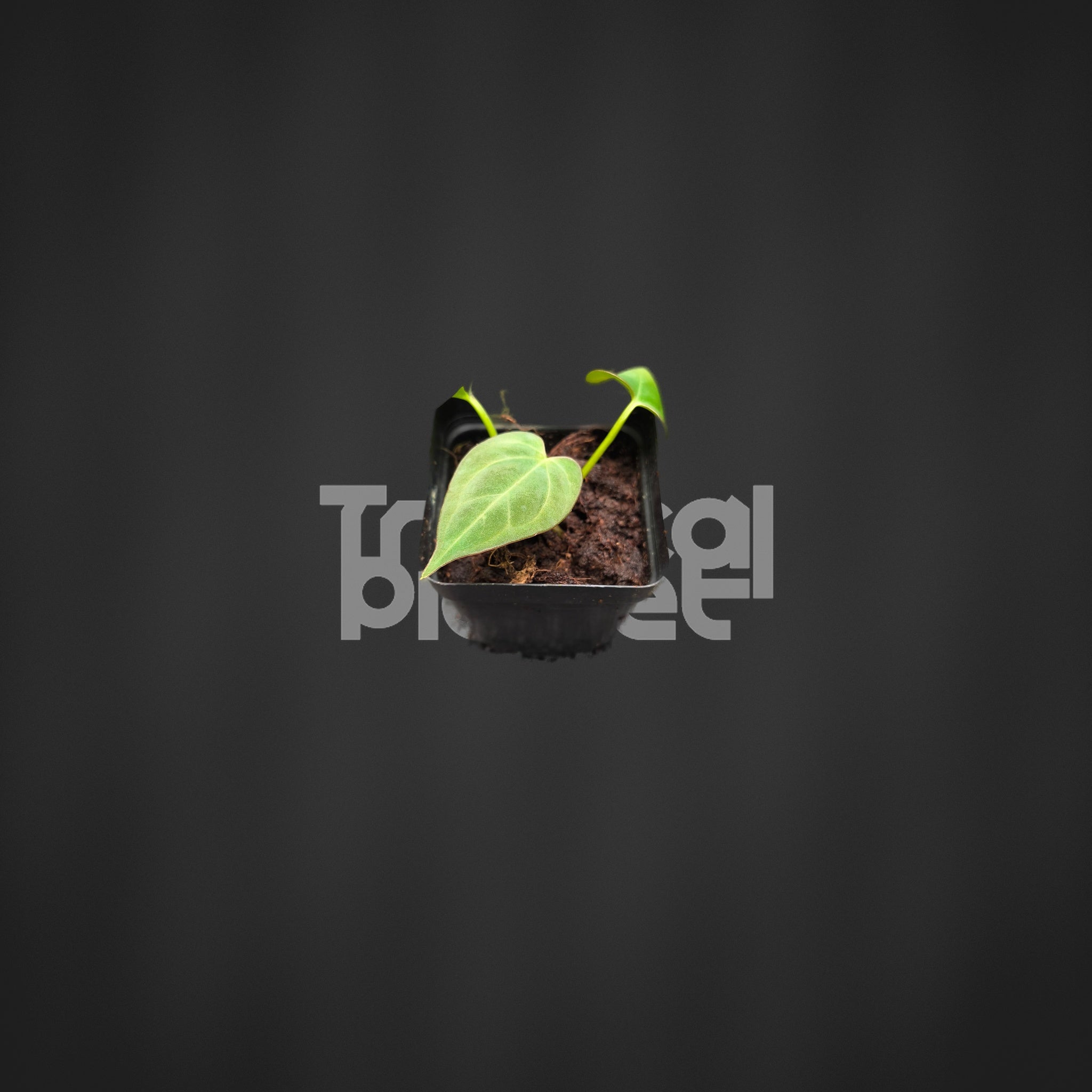 Anthurium King of Spades brand styled product photo