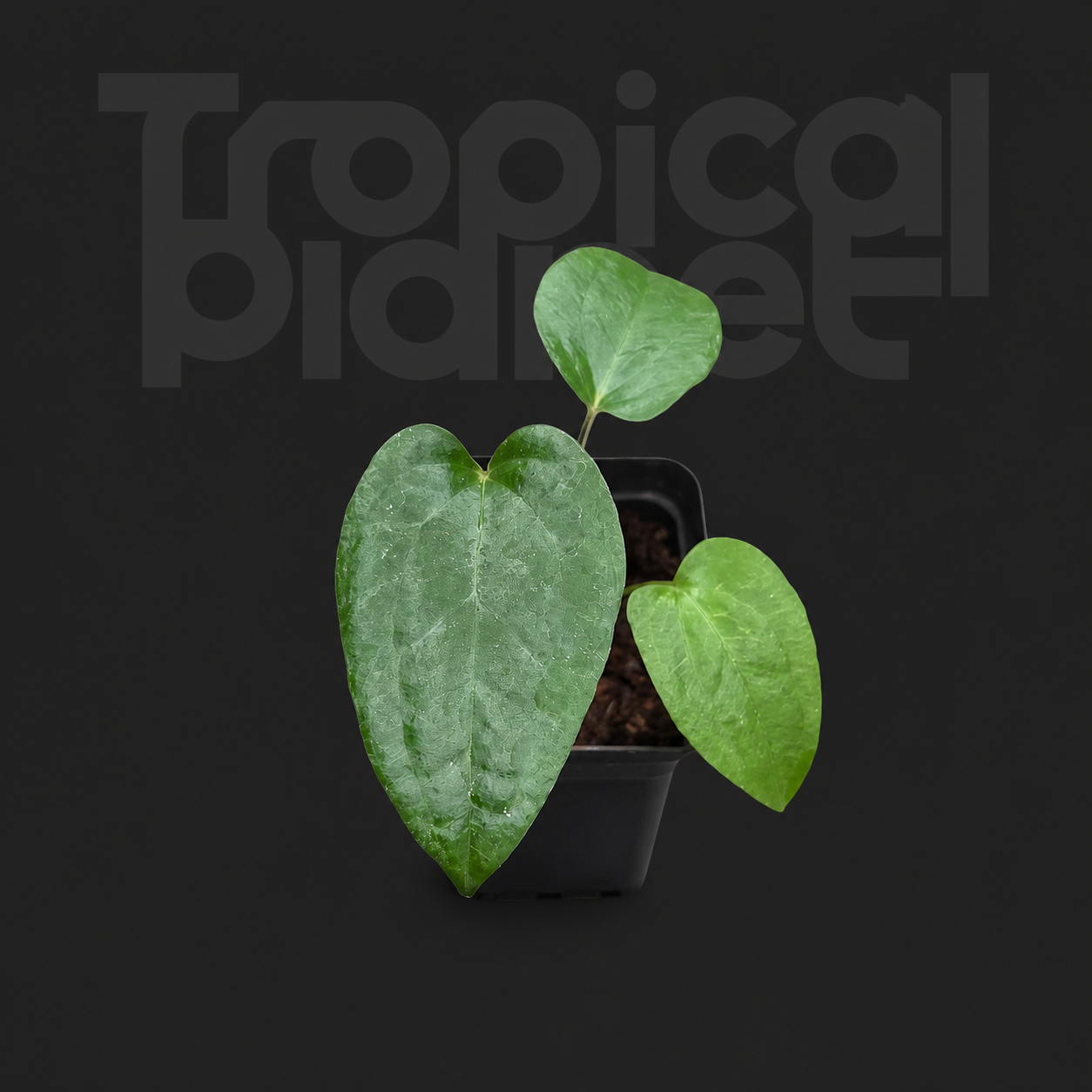 Anthurium papillilaminum