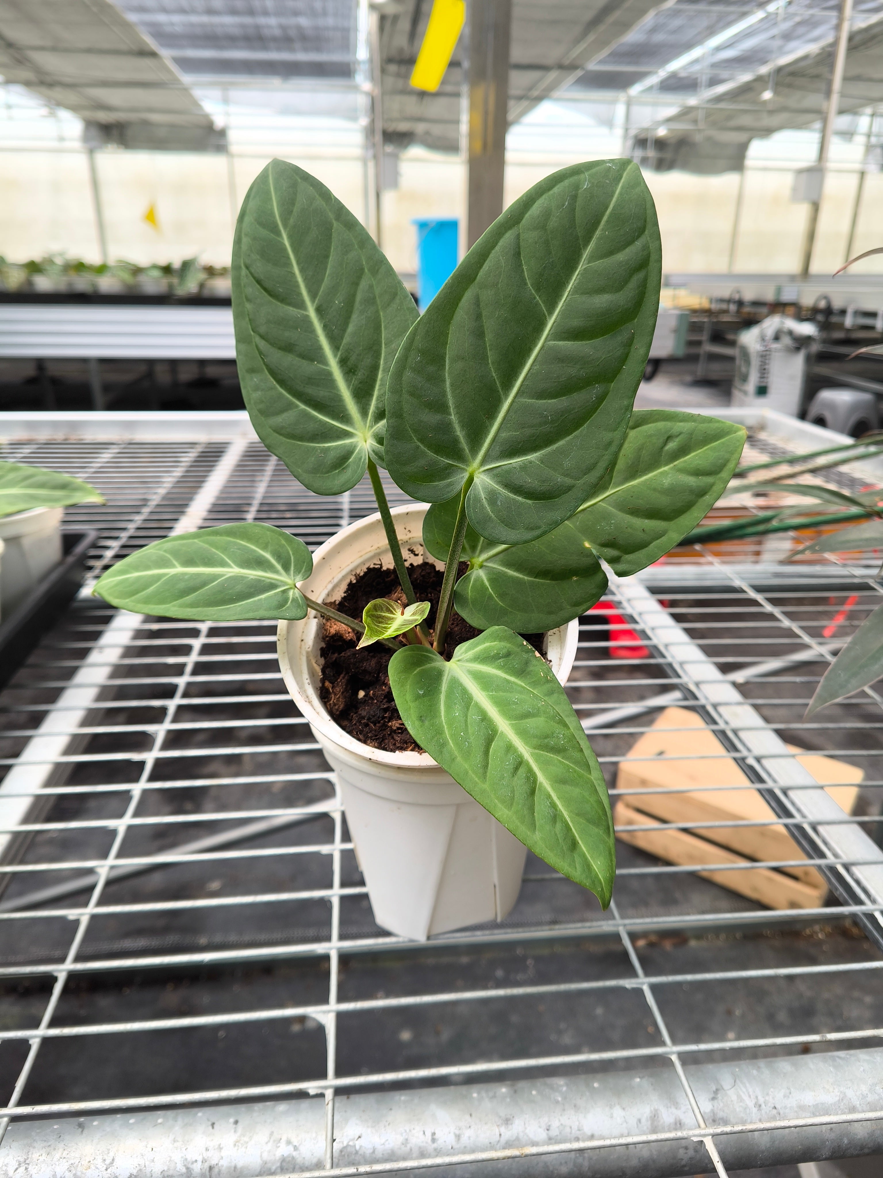 Anthurium 'Silver Shield Beyena'
