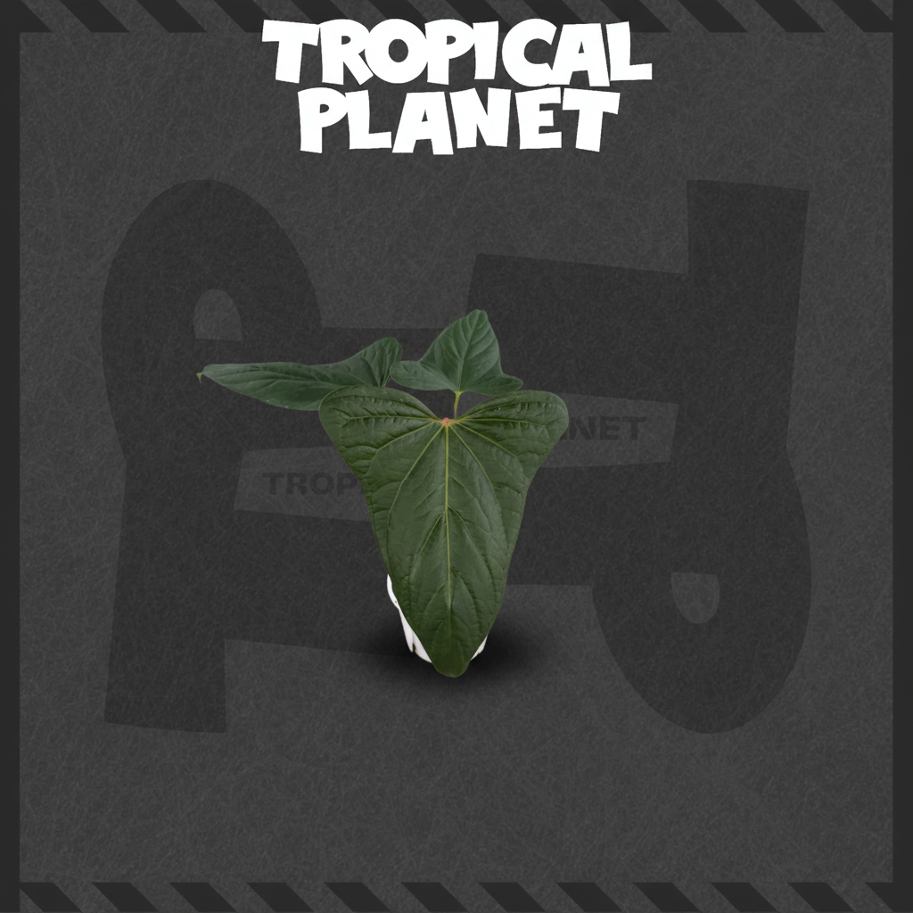 Anthurium Tropical Planet背景
