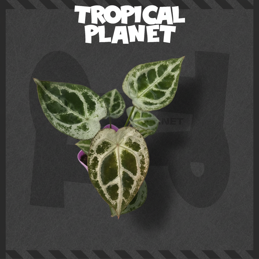 Anthurium紫盆 Tropical Planet背景