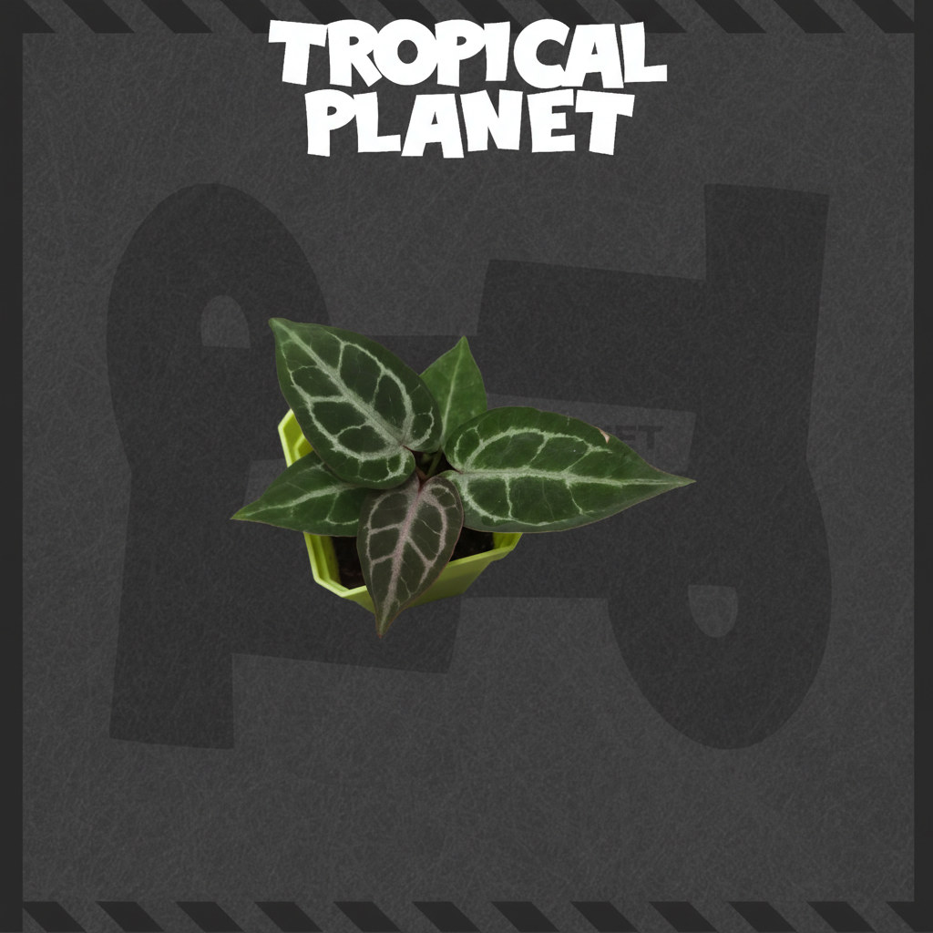 Anthurium黄绿盆 Tropical Planet背景