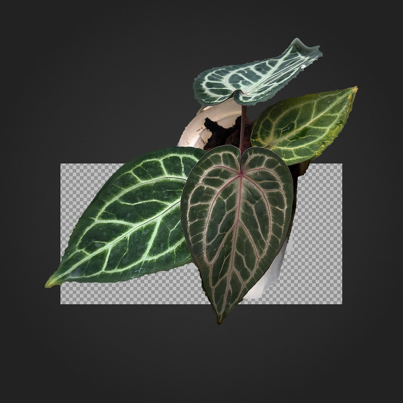 Anthurium 'Witch'F2