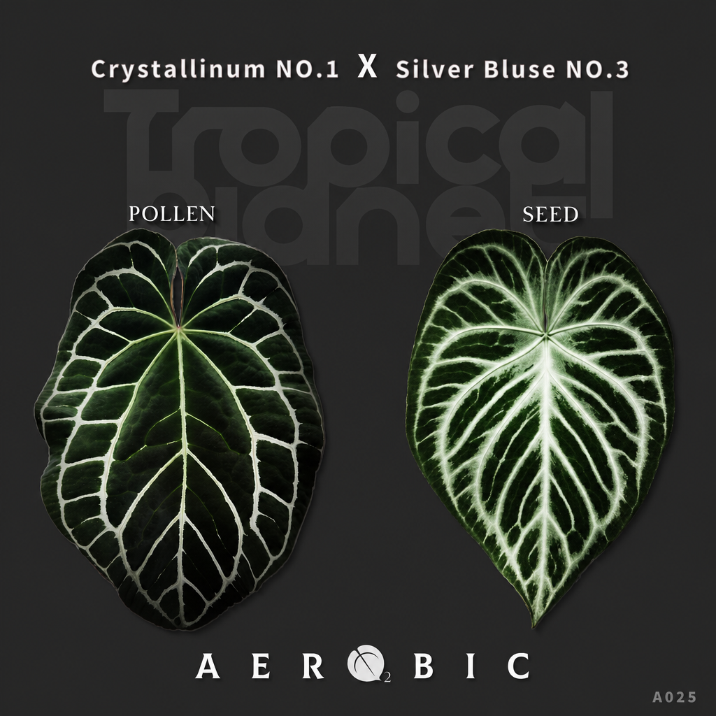 A.Crystallinum No.1 x silver blush No.3 - product image 1