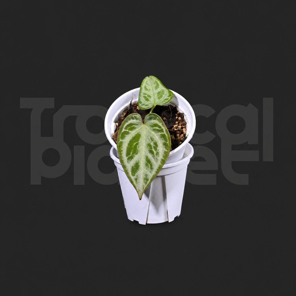 A.Crystallinum No.1 x silver blush No.3 - product image 4