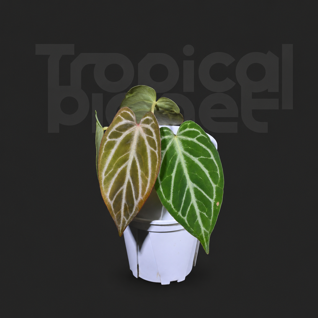 A. silver blush Papi xone x mag var - product image 2