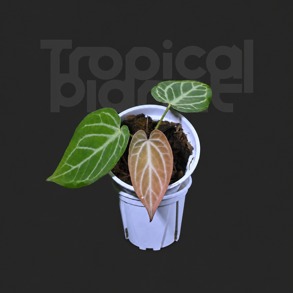 A. silver blush Papi xone x mag var - product image 3
