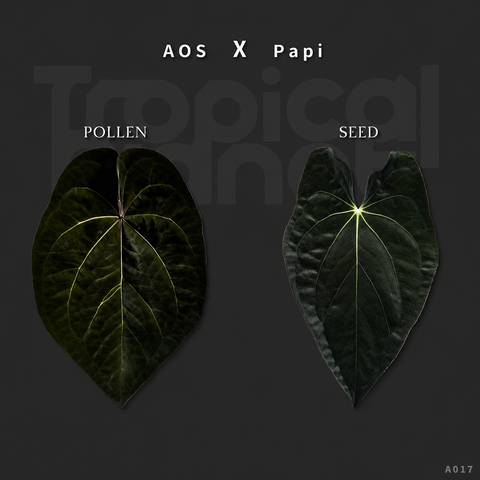 A. Ace of Spades x Papi / AoS x Papi