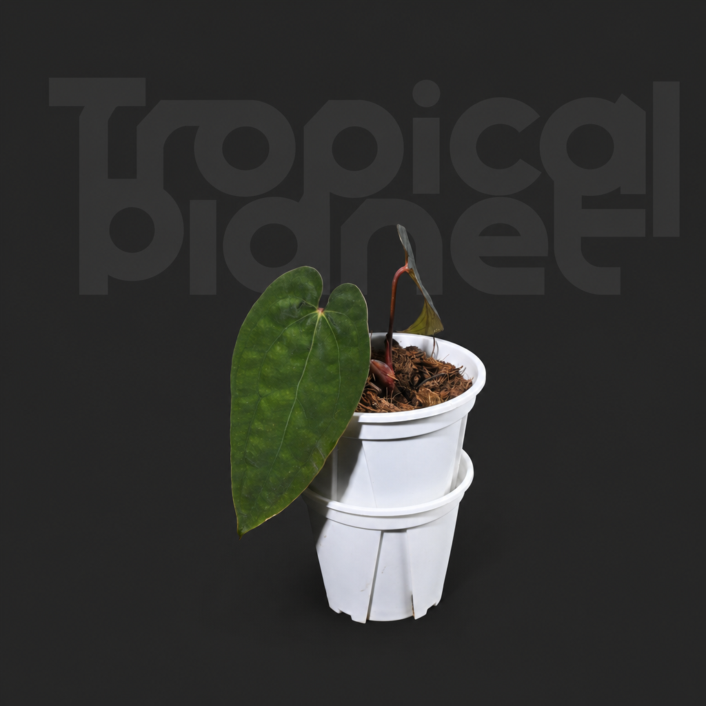 A.Ace of spades x Papi/Aos x Papi - product image 3