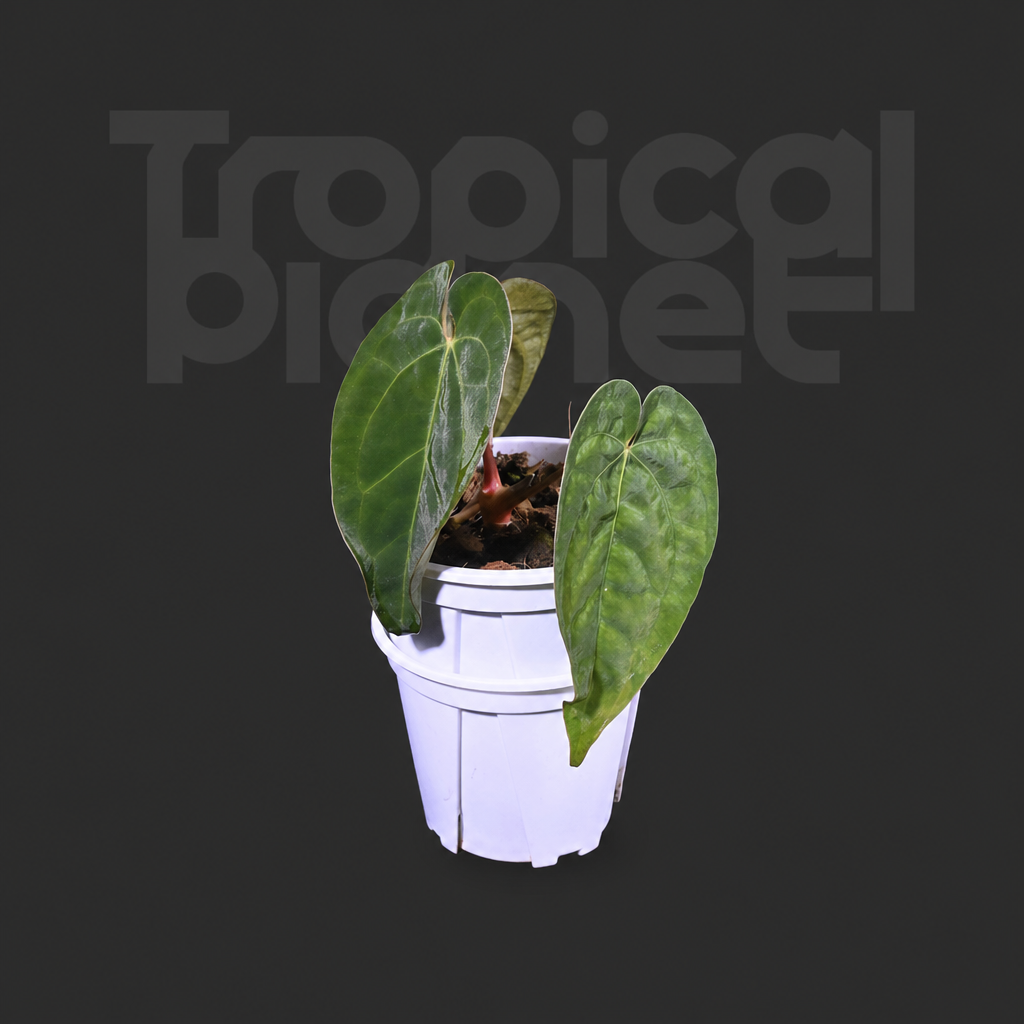 A.Ace of spades x Papi/Aos x Papi - product image 4