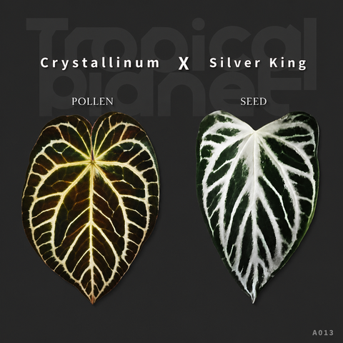 A.Crystallinum x Silver King
