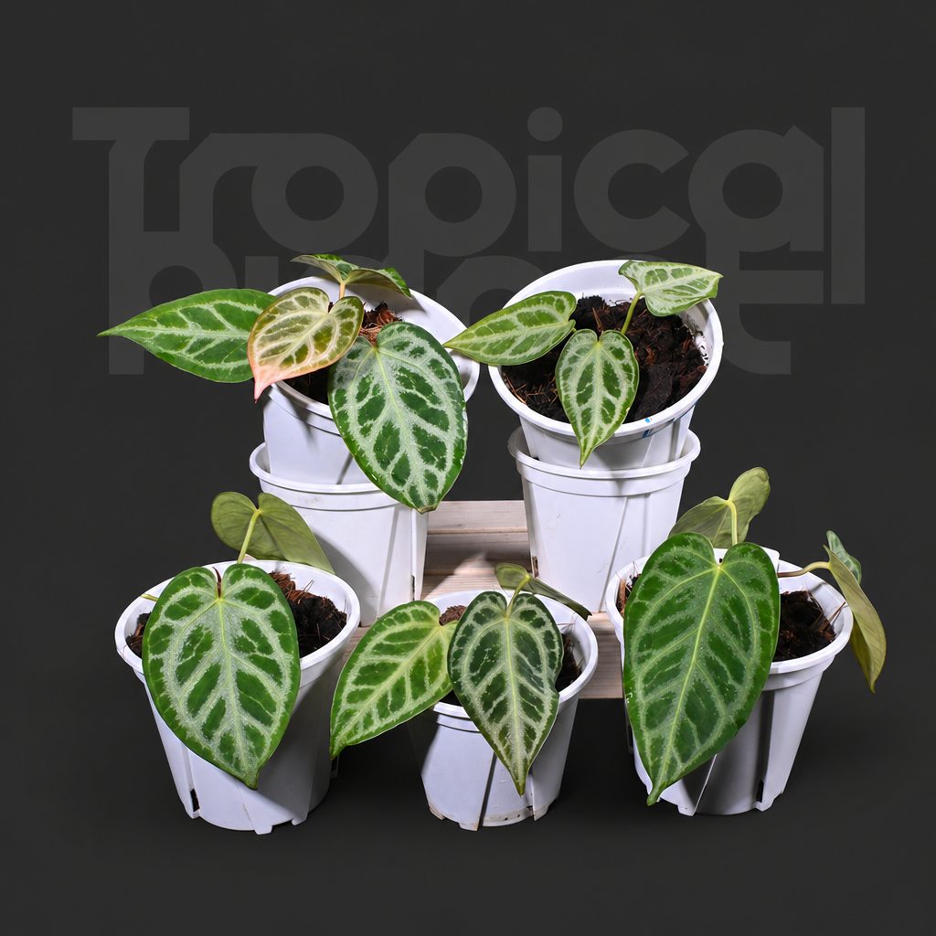 Crystallinum x Silver king - product image 2