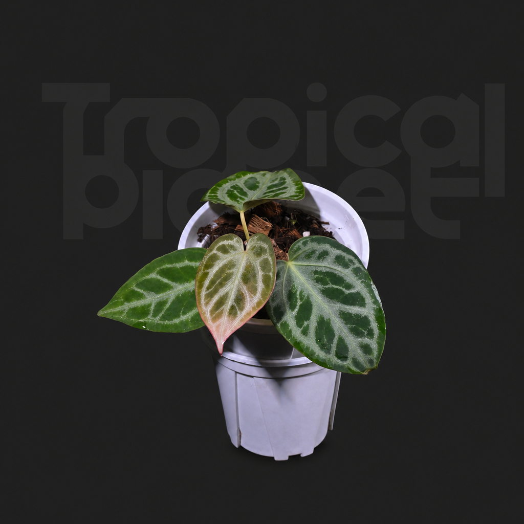 Crystallinum x Silver king - product image 3