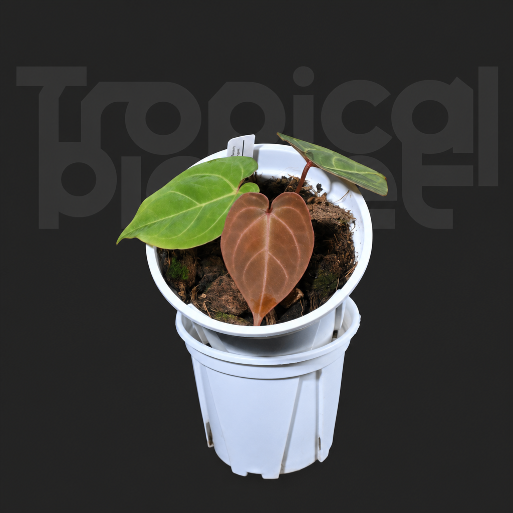 A.Papi ＇Hulk＇ x Red of java - product image 3