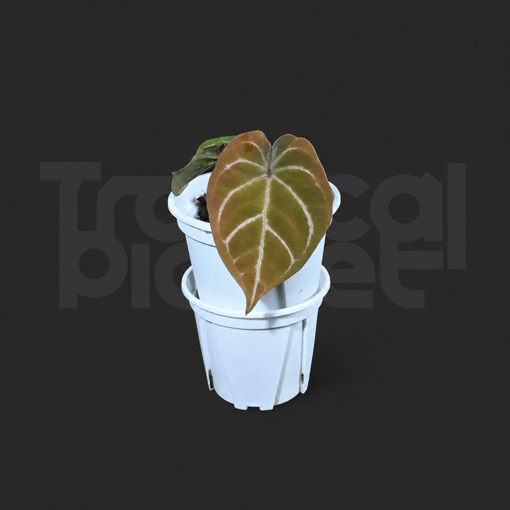 A.Papi ＇Hulk＇ x Red of java - product image 4