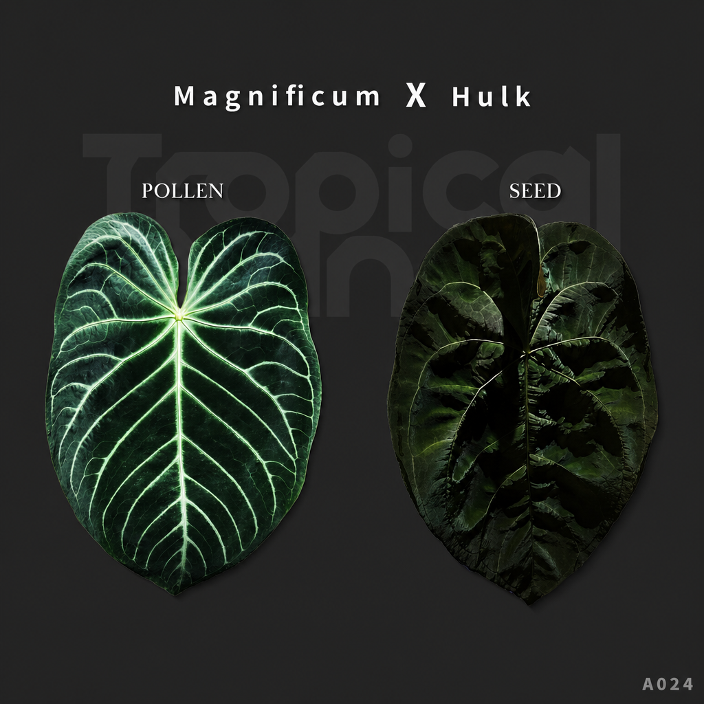 A.Magnificum x Papi ＇Hulk＇ - product image 1