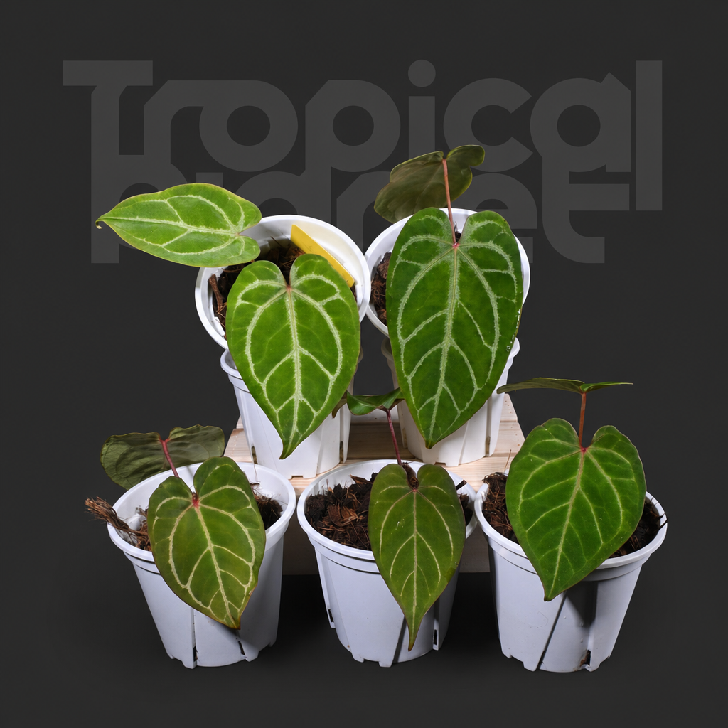 A.Magnificum x Papi ＇Hulk＇ - product image 2