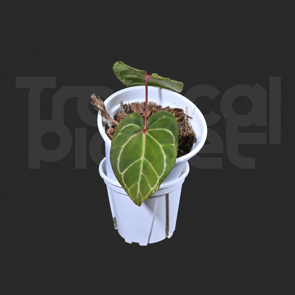 A.Magnificum x Papi ＇Hulk＇ - product image 3