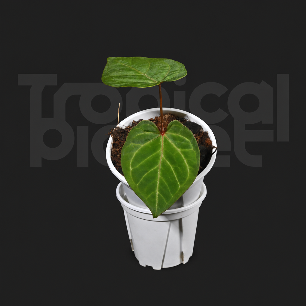 A.Magnificum x Papi ＇Hulk＇ - product image 4