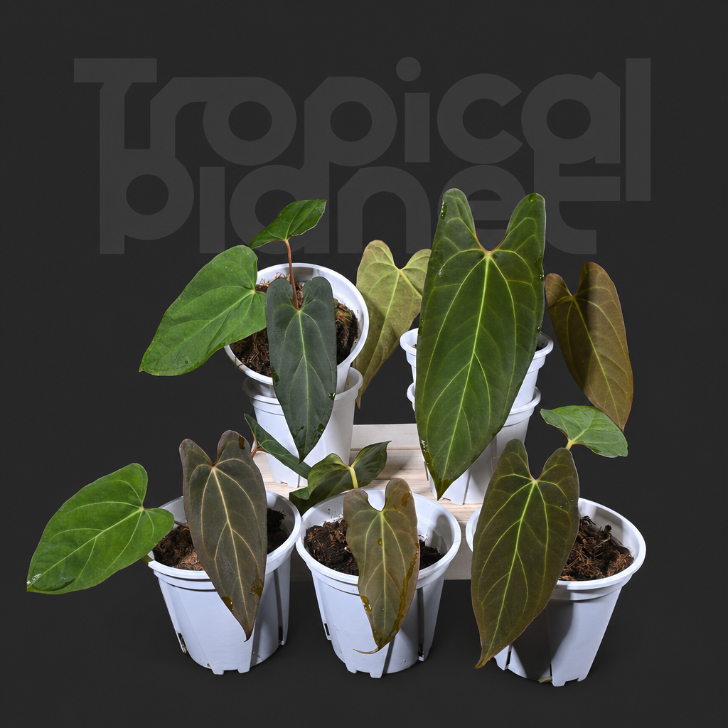 A.Papi ＇Getafix mution＇ x Papi ＇legend＇ - product image 2