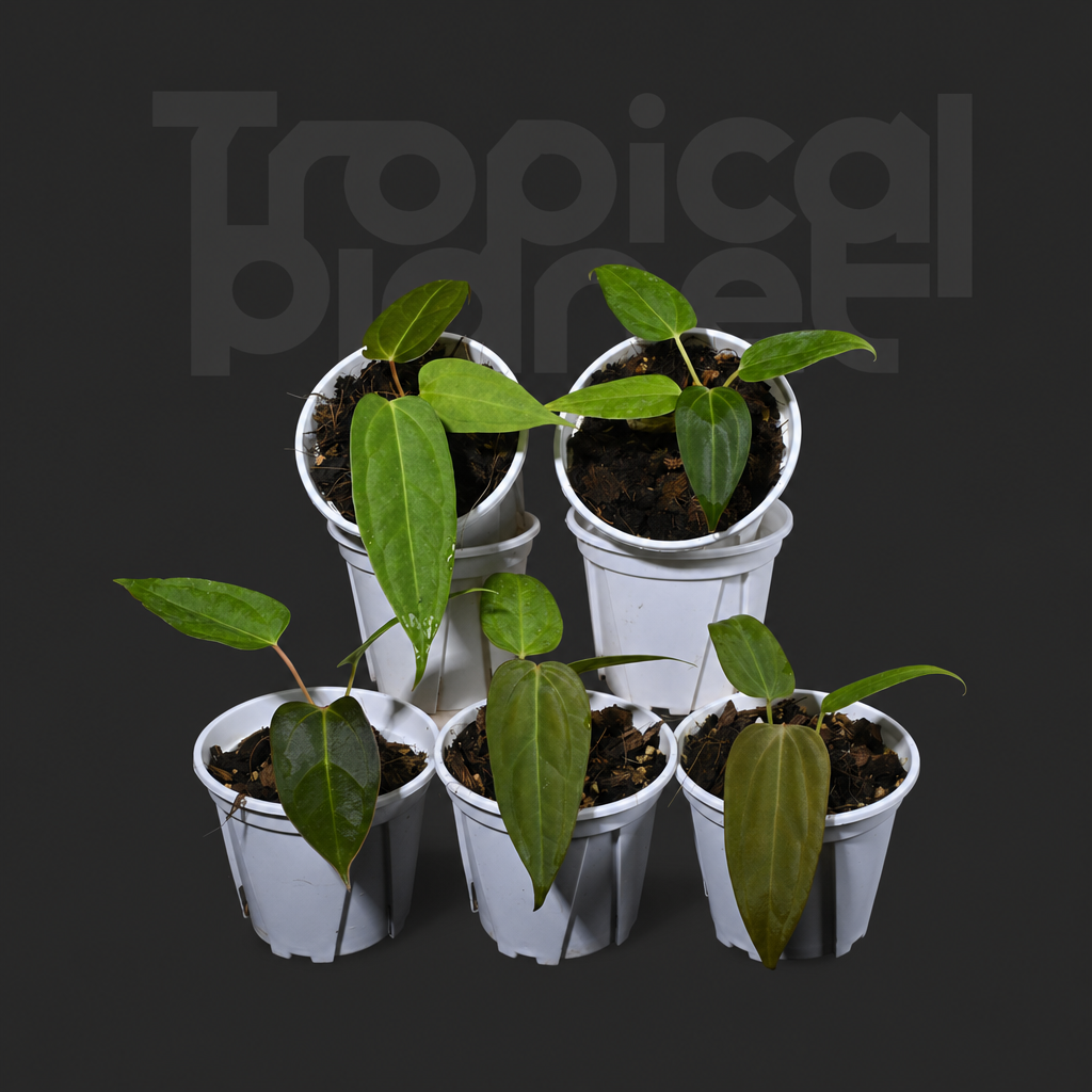 A.Pinkleyi sp.  Papi xone x mag var - product image 1