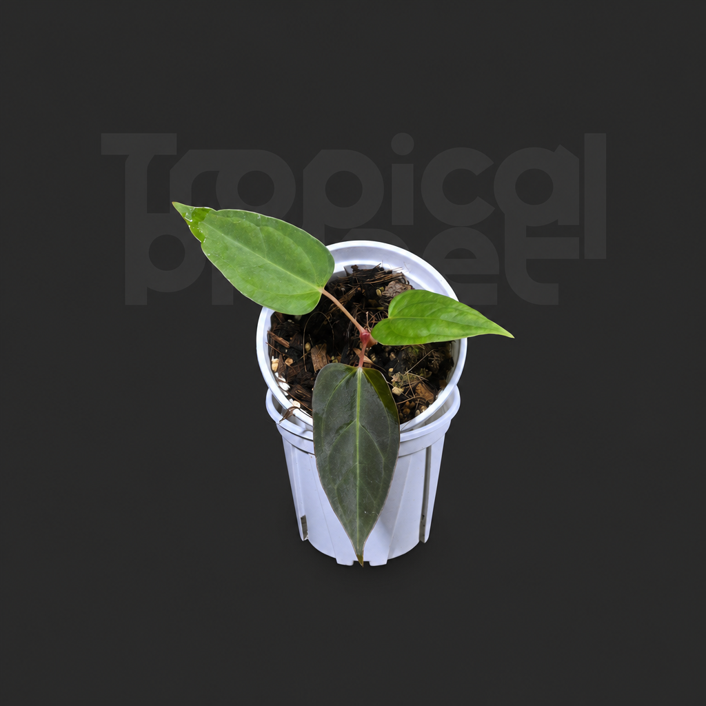A.Pinkleyi sp.  Papi xone x mag var - product image 2