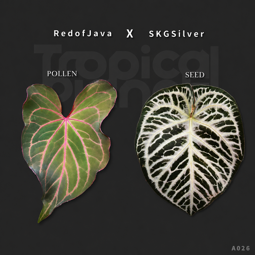 A.Red of java x skg silver - product image 1