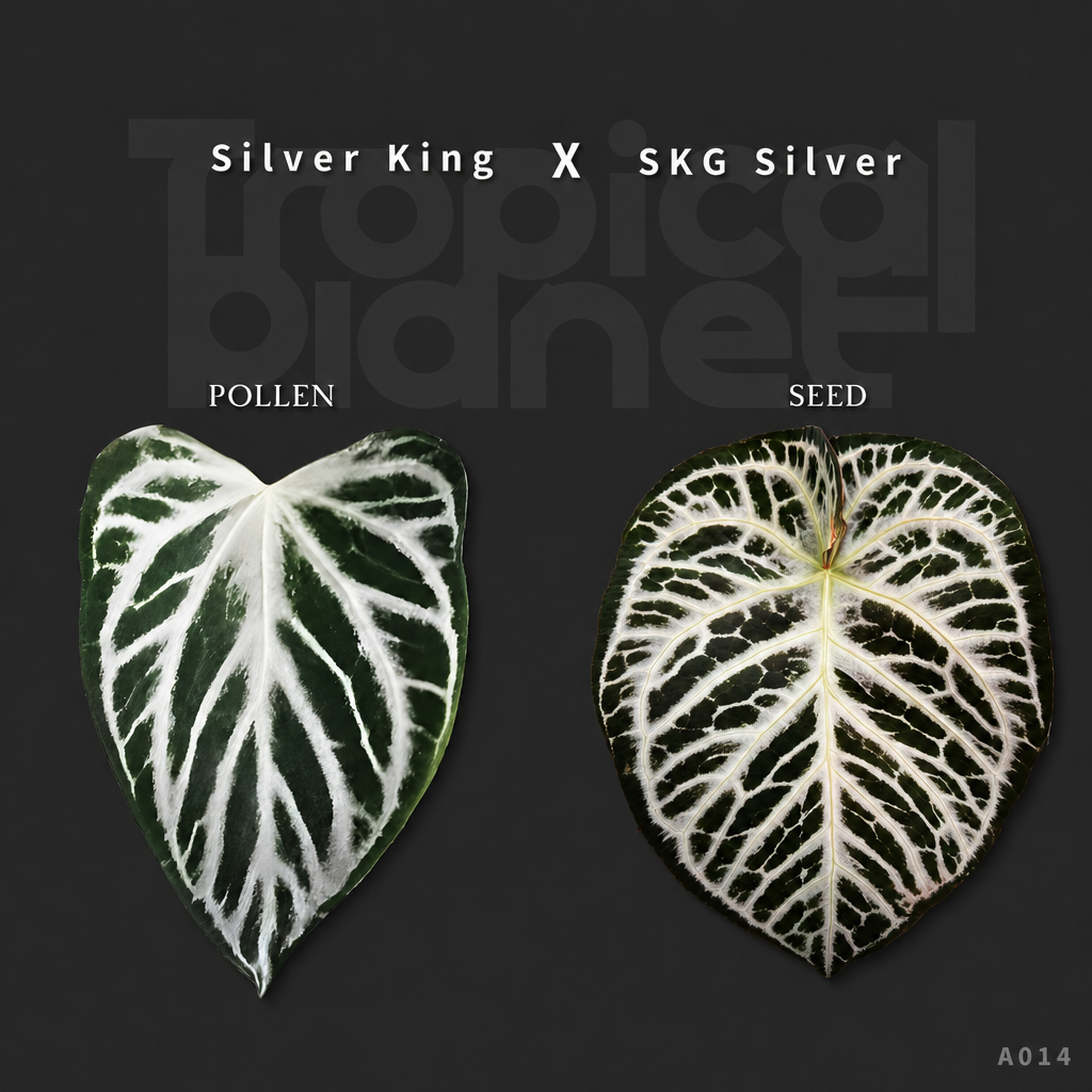 Silver king x SKG silver - product image 1