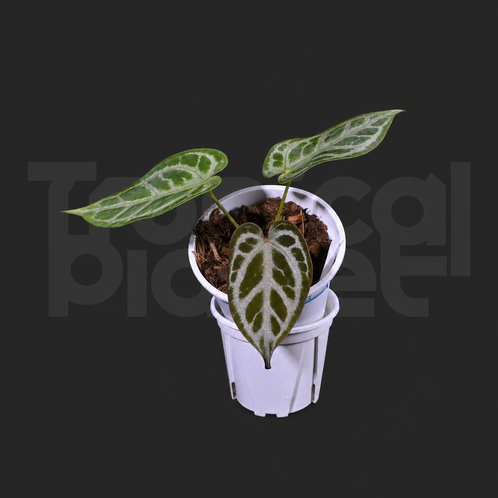 Silver king x SKG silver - product image 3