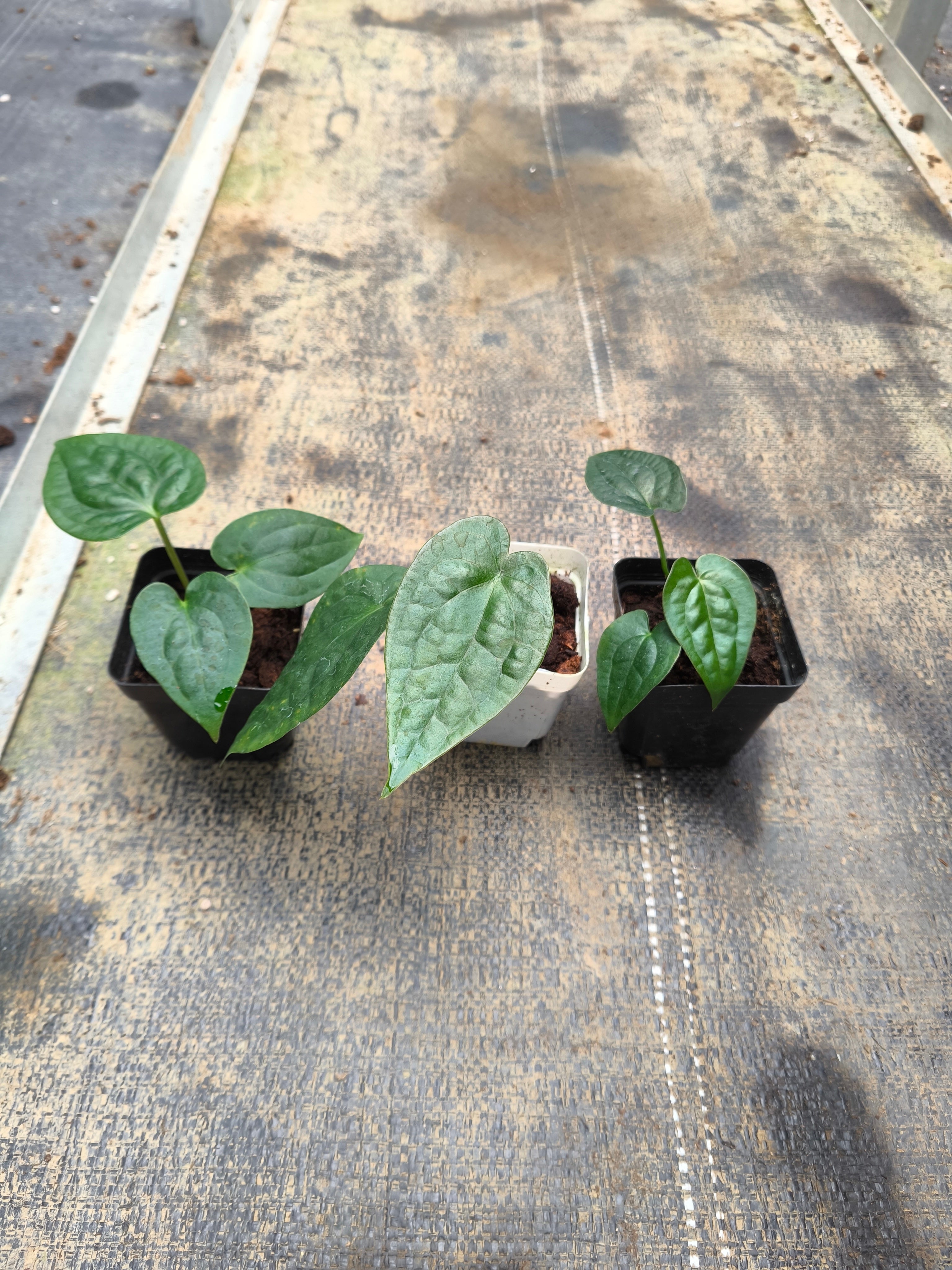 Anthurium forgetii × Anthurium luxurians