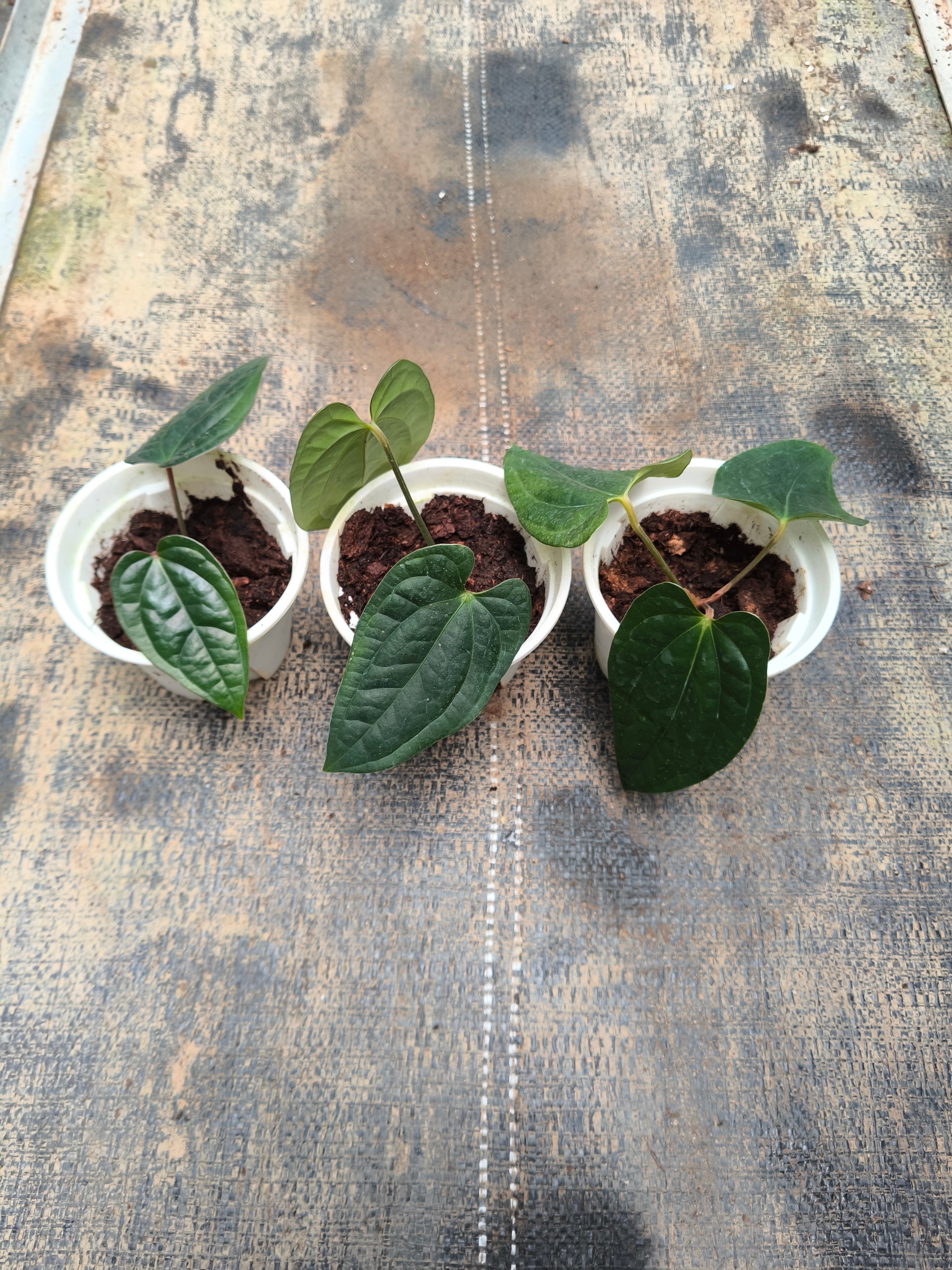 （Anthurium papillilaminum × Subsignatum）× Anthurium luxurians