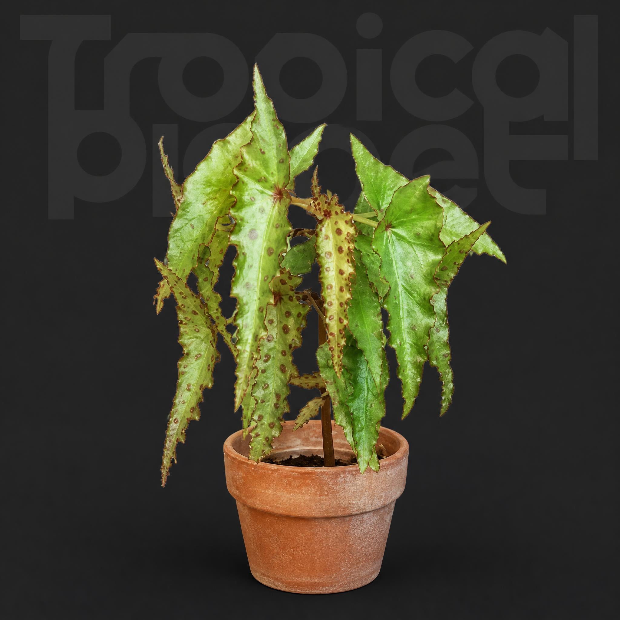 Begonia amphioxus