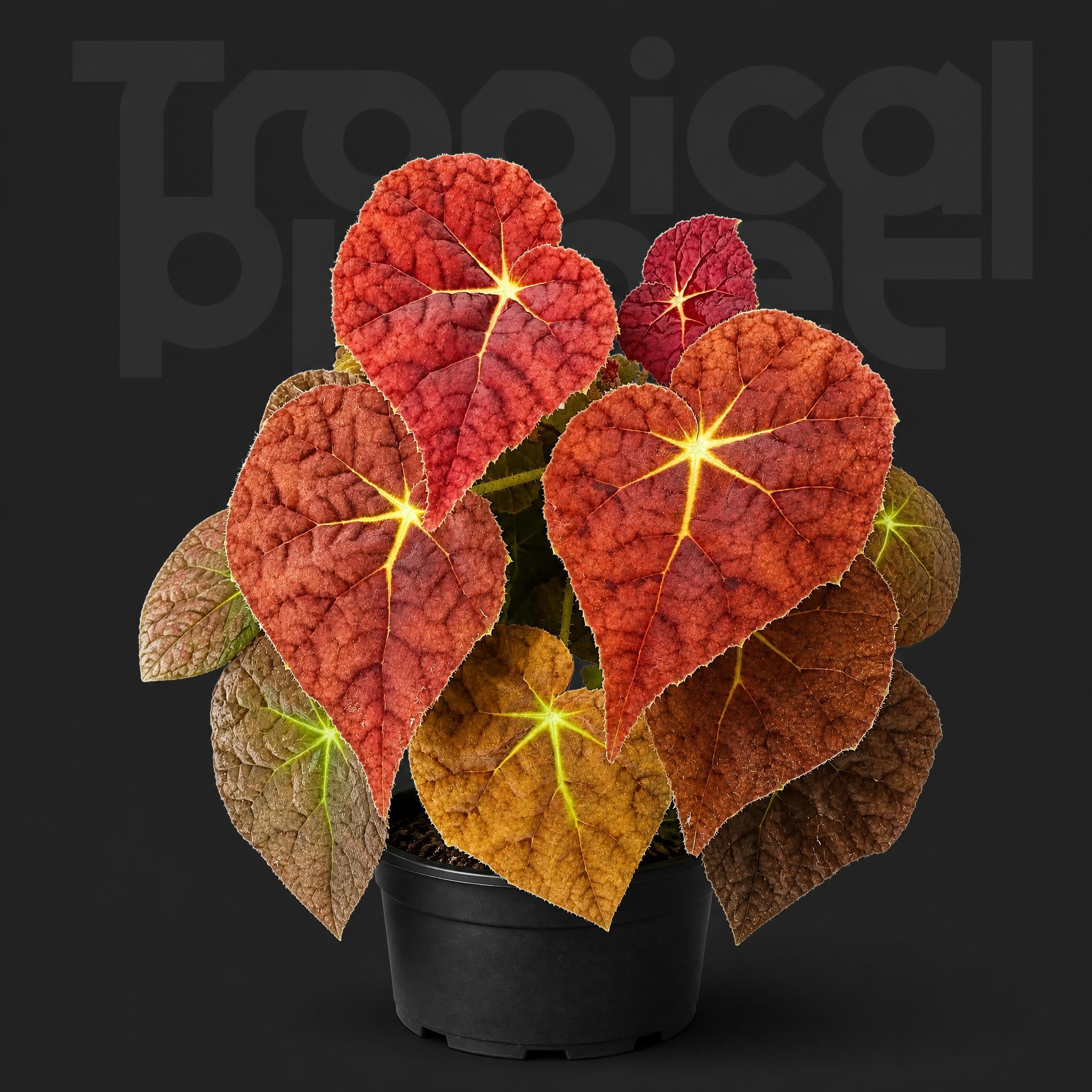 Begonia Autumn Ember