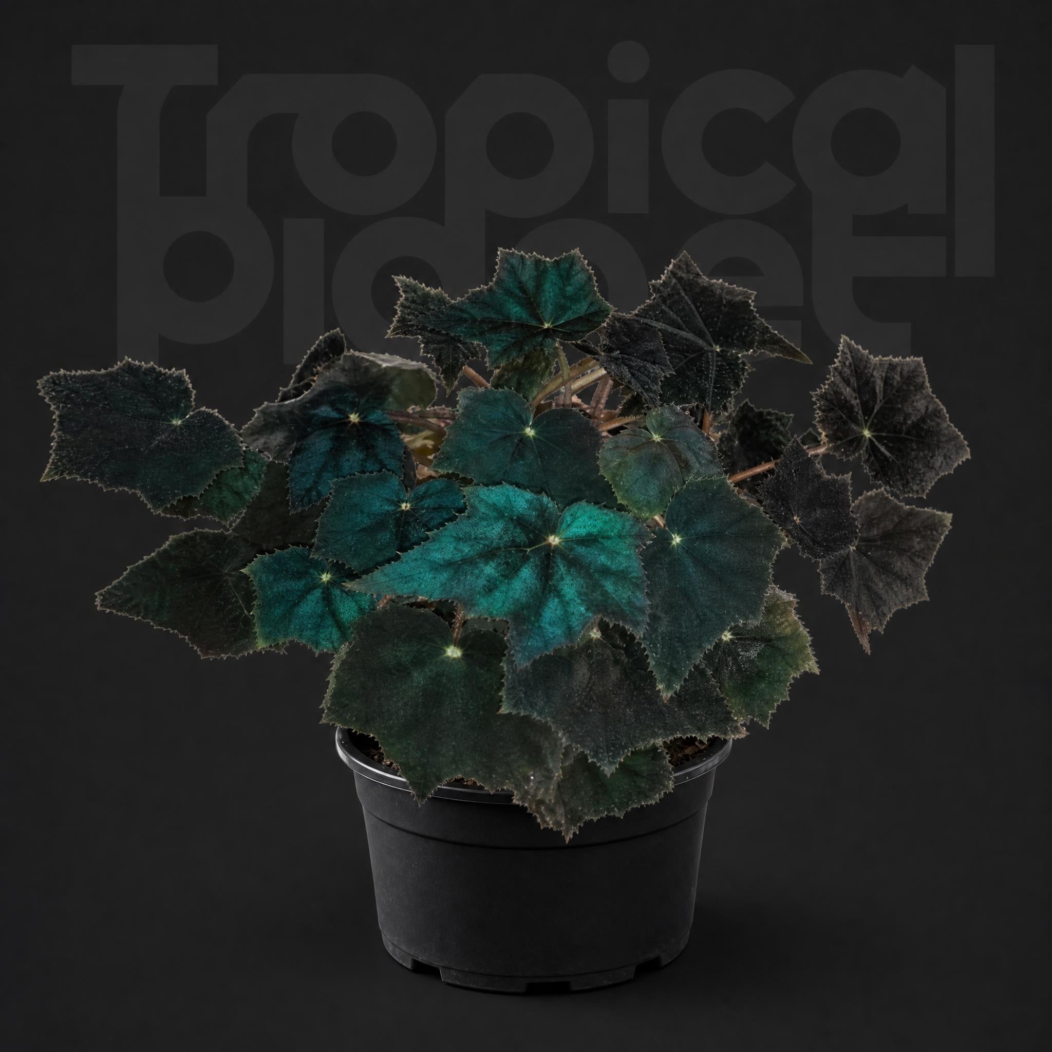 Begonia black velvrt